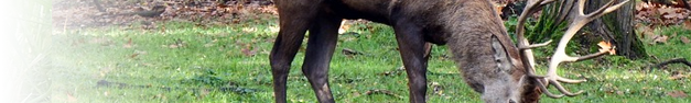 Deer-108