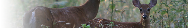 Deer-355