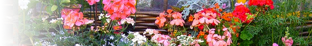 Garden-236