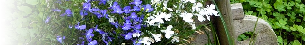 Garden-238