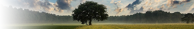 Tree-Cloudy-345