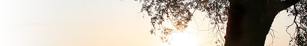 Tree-363