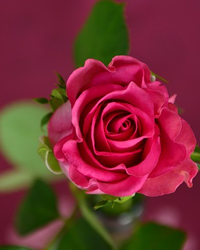Obituary Image