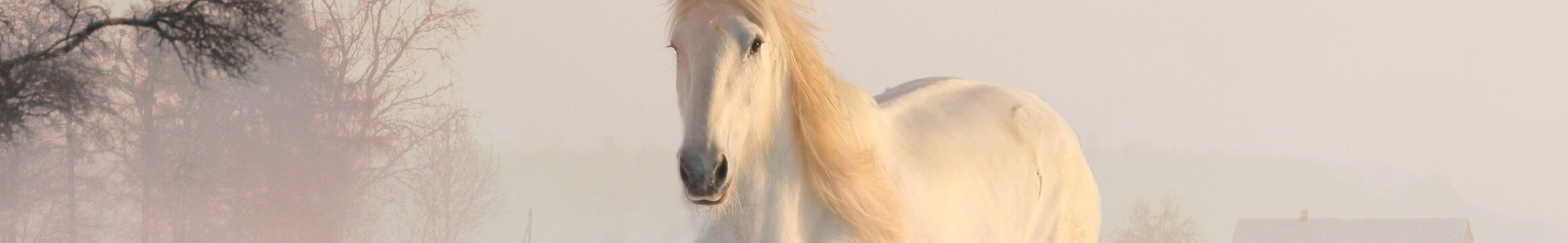 Animals Pets 03