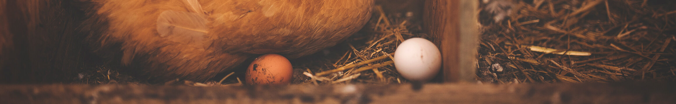 Farm Animals 04