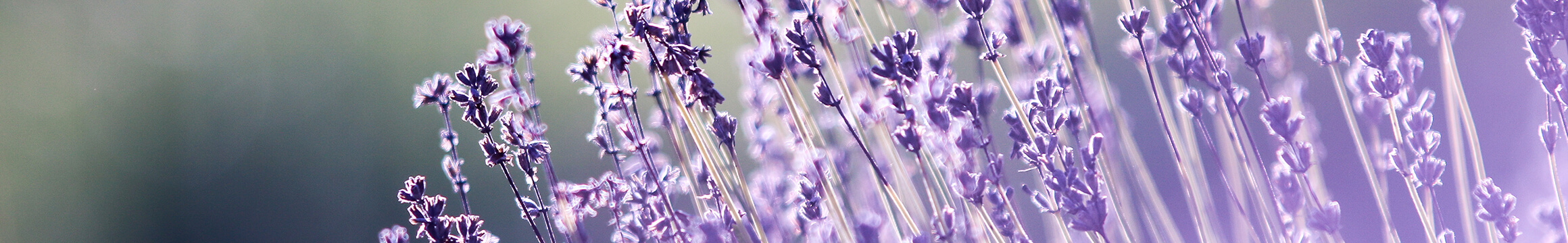Floral 13