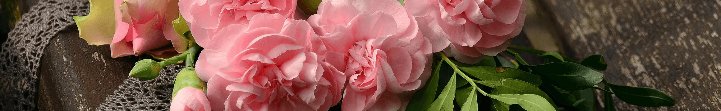 Pink-Carnations