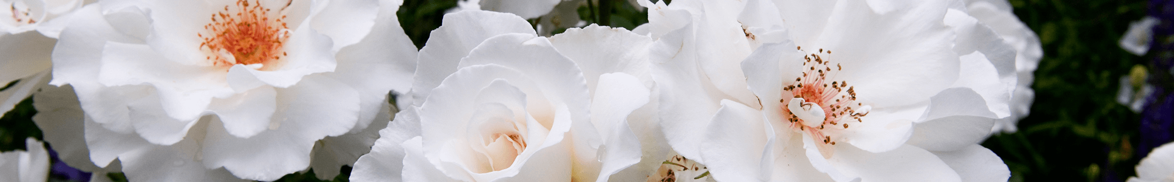 White-Blossoms
