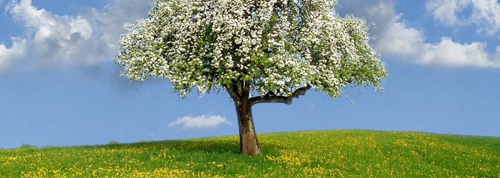 Header Graphic