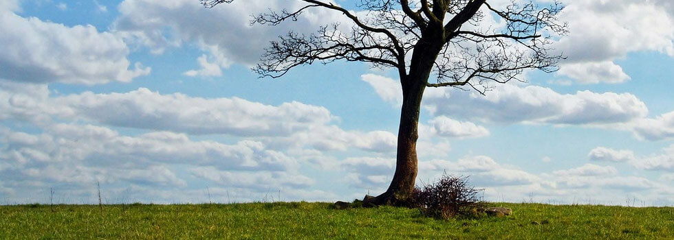Header Graphic